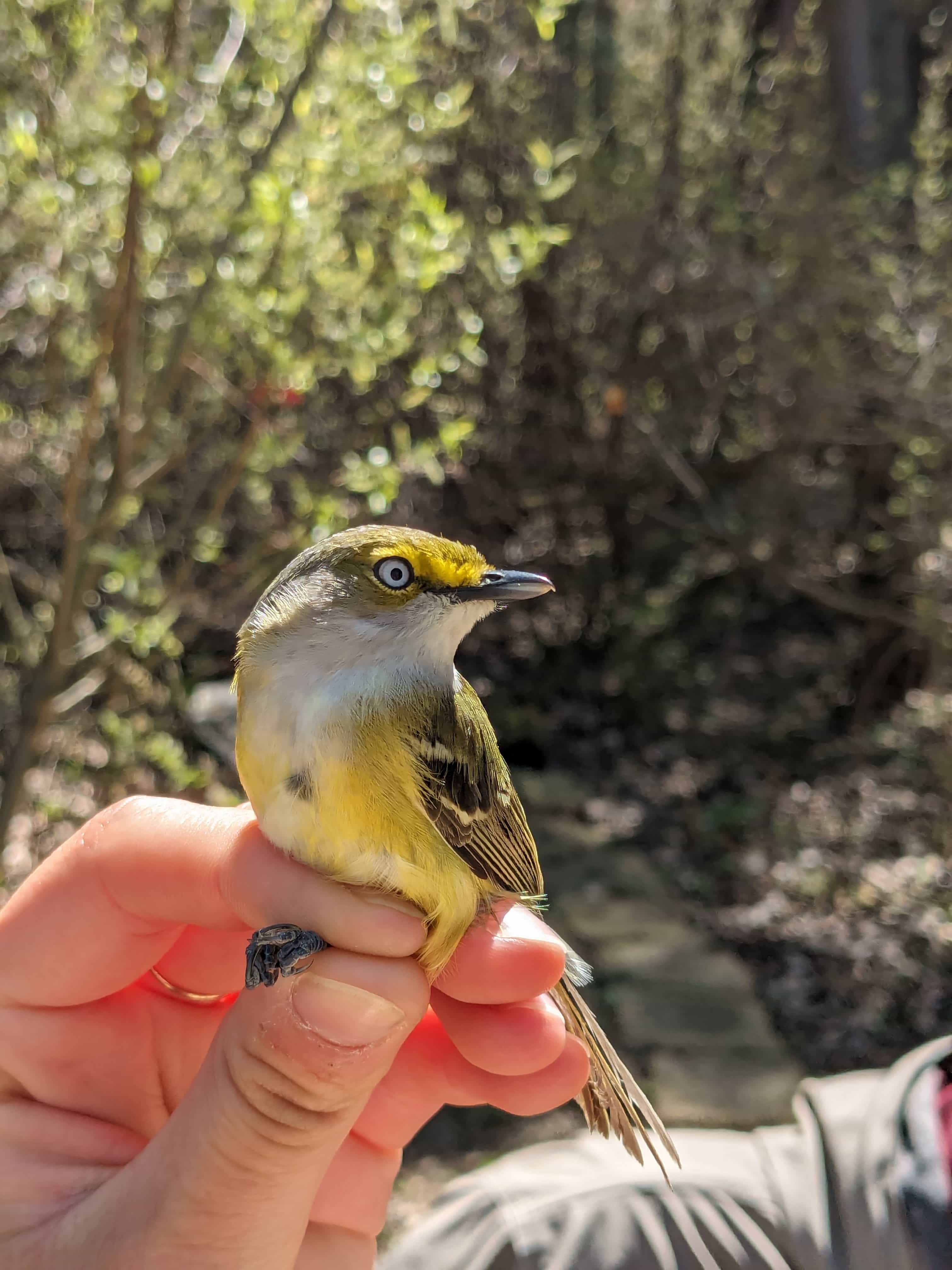 White-eyed Vireo